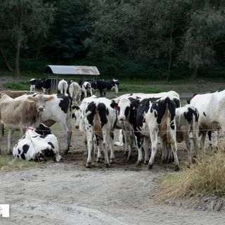 Coldiretti Novara-Vco: bene stop alla norma ammazza stalle