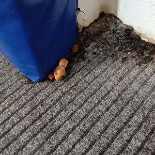 Funghi e muffe nella palestra del Forum