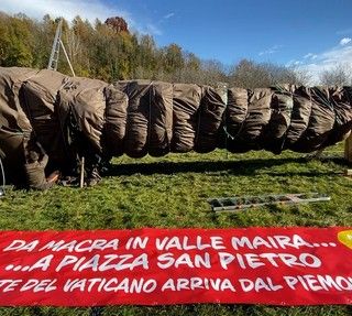 Arriva dal Piemonte l'albero di Natale di Piazza San Pietro
