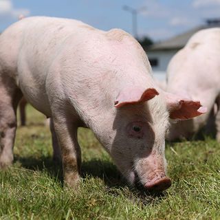 Coldiretti Piemonte, suini: sos prezzi situazione assurda per allevatori Coldiretti Piemonte, suini: sos prezzi situazione assurda per allevatori