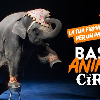 Stop agli animali nei circhi: anche nel Vco i tavoli per firmare la petizione