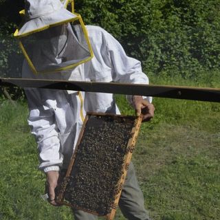 Dalla regione 1,6 milioni di euro per oltre quattrocento apicoltori piemontesi