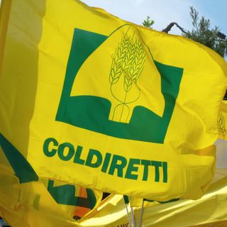 Peste suina, Coldiretti Novara-Vco: Bene nomina subcommissari ma agire subito a sostegno delle imprese