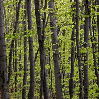 &quot;Laboratorio bosco&quot;: un progetto della Provincia per valorizzare la filiera forestale