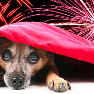 L'appello dell'associazione ViviPiemonte: "Divieto di botti durante le Feste e in particolare a Capodanno"