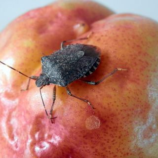 Coldiretti Piemonte rilancia la battaglia contro la cimice asiatica