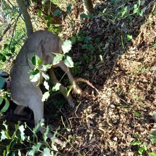 Capriolo imprigionato in una rete: intervengono i vigili del fuoco