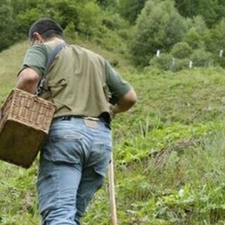 Cercatori di funghi, è boom di interventi di soccorso. Il Sasp: &quot;Informate sempre qualcuno su dove andate&quot;