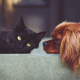 Anche a Verbania l'Ambulatorio veterinario sociale
