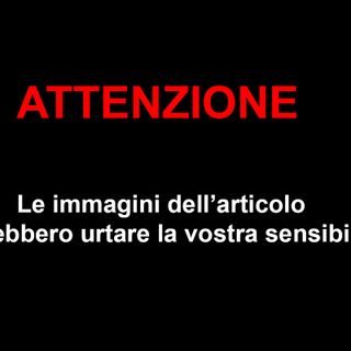 ''Il lupo è sempre più un pericolo: più di 100 capi uccisi negli ultimi mesi''