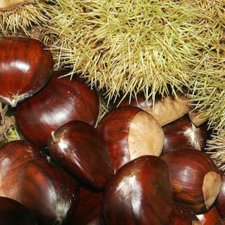 Omegna si prepara per la “Castagnata d’autunno” all’oratorio Sacro Cuore