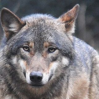 “L’Italia voti a favore della richiesta di declassamento del grado di protezione del lupo”