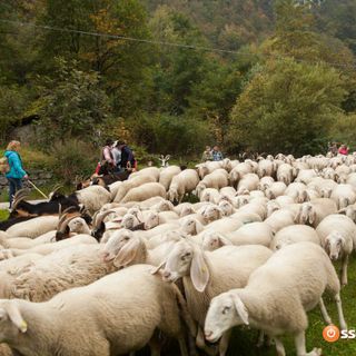 Licenziata la proposta di legge regionale su alpeggi e transumanza