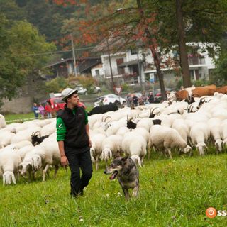 Coldiretti Piemonte: transumanza e gastronomia salvano la montagna