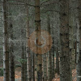 “Positivo emendamento a decreto Pnrr su mercato dei crediti di carbonio delle attività forestali”