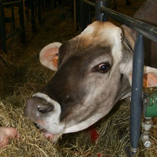 Torna la Fiera Agricola Cireggese