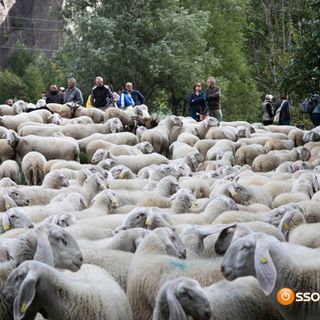 Allasia: &quot;La transumanza occasione per rilanciare la montagna piemontese&quot;