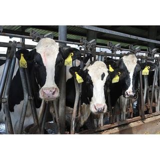 Riduzione emissioni di ammoniaca in agricoltura, il consiglio regionale approva la delibera