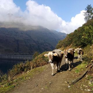 Valorizzazione alpeggi e sostegno finanziario per i pastori piemontesi