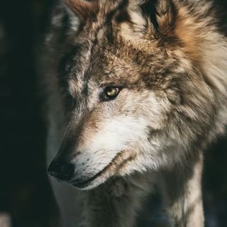 Il lupo colpisce a Cravegna e Cambiasca
