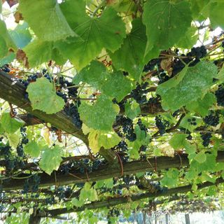Dalla Regione 7.5 milioni per promuovere i vini piemontesi