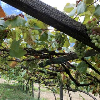 Vendemmia, la soddisfazione di Coldiretti Piemonte: &quot;Garantita la qualità nonostante il clima pazzo&quot;