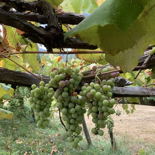 Regione, contrasto della flavescenza dorata della vite: pubblicate le misure obbligatorie