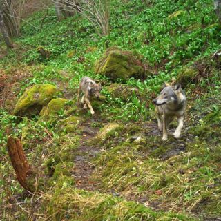 Svizzera, in cinque mesi abbattuti 89 lupi