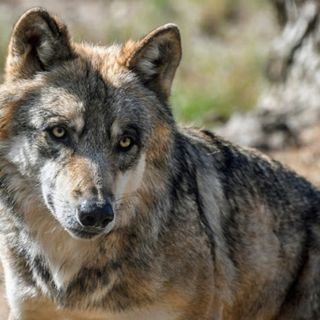 &quot;Il lupo non ha più bisogno di essere una specie protetta&quot;: presenza in crescita in Piemonte