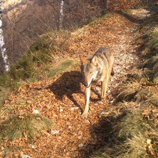Nuove predazioni del lupo in Valle Vigezzo: vittime alcuni vitelli all'alpe Soglio