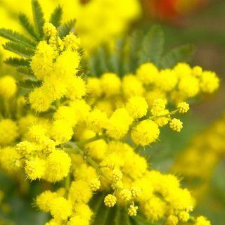 Perché l’8 marzo non è solo la “Festa della donna”