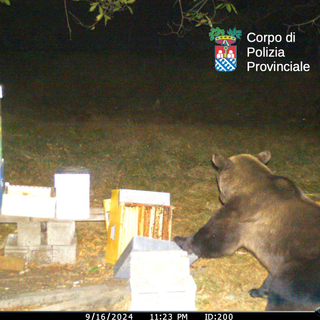 Confermata la presenza dell'orso bruno nel Parco Nazionale Val Grande: il monitoraggio prosegue