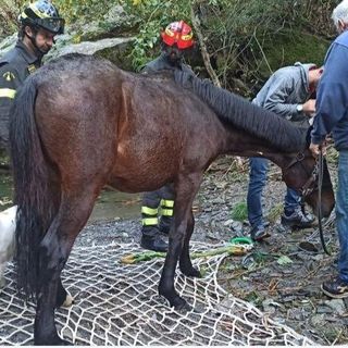 Puledro salvato da un elicottero dei vigili del fuoco dopo un volo di 100 metri   VIDEO