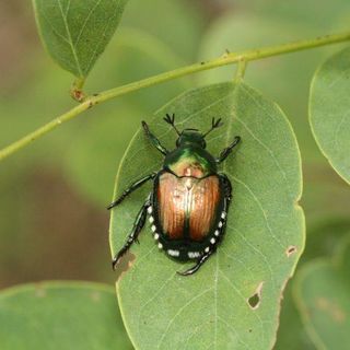 Lotta alla Popillia japonica Newman in Piemonte