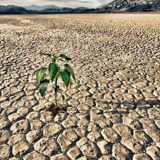 Siccità, Coldiretti Piemonte lancia l'allarme: &quot;A rischio il 40% delle produzioni estive&quot;