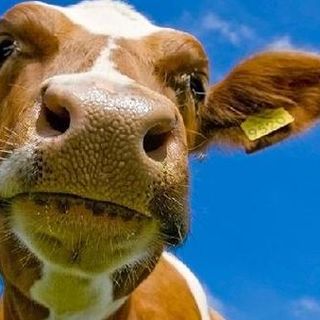 Coldiretti Piemonte, Blue Tongue: chiarire le procedure sanitarie per gli allevatori che alpeggiano in Francia