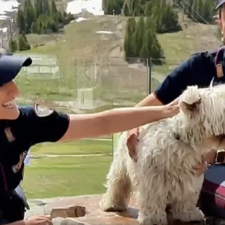 Estate e animali: la Polizia lancia l’allarme contro gli abbandoni