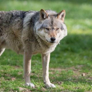 Coldiretti Piemonte, lupo: subito indennizzi a sostegno delle imprese