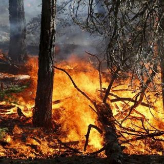 Incendi boschivi, in Piemonte scatta lo stato di massima pericolosità: ecco i divieti da rispettare