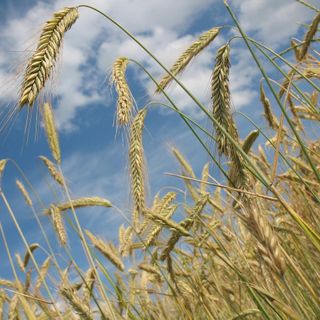 Salvi i pozzi per irrigazione agricola, dalla Regione un uso razionale delle risorse idriche (foto di repertorio)