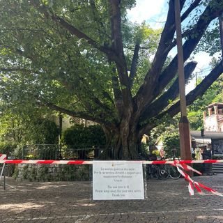 Villa Taranto, importante intervento di potatura per la quercia monumentale