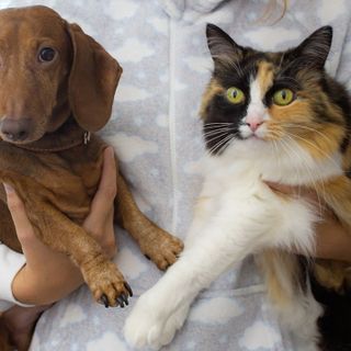 Benvenuti nel Mondo Florentero: La Sfida alla Salute Intestinale dei Nostri Animali