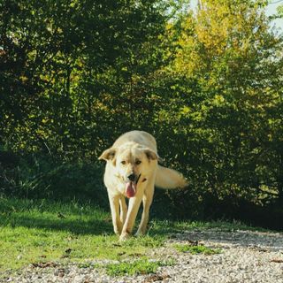 Come Proteggere la Salute delle Anche del Tuo Cane: Una Guida sulla Displasia