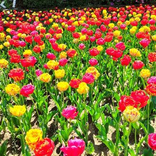 Verbania accoglie la primavera con la Festa delle Bulbose