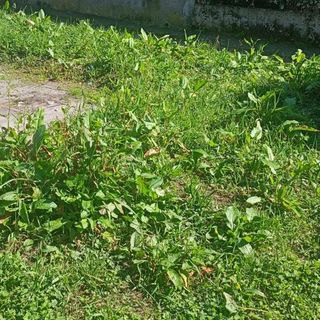 Lamentele dei cittadini per la cura delle aiuole a Cireggio