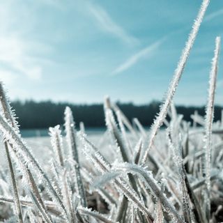 Raccolti distrutti dalle gelate, gli agricoltori piemontesi chiedono lo stato di calamità naturale