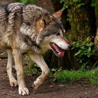 L'ufficio ambiente dice no all’abbattimento di due lupi a Stagias