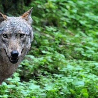Gli animalisti dell'Aidaa sul caso del parroco di Forno: &quot;Convinti delle nostre posizioni&quot;