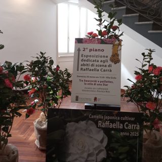 Successo di pubblico per la 57ª edizione della Mostra della Camelia di Verbania
