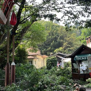 Giardini Botanici, intervento urgente sulla Quercia Monumentale: messa in sicurezza per tutelare i visitatori